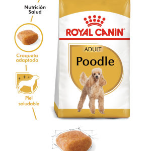 POODLE ADULTO